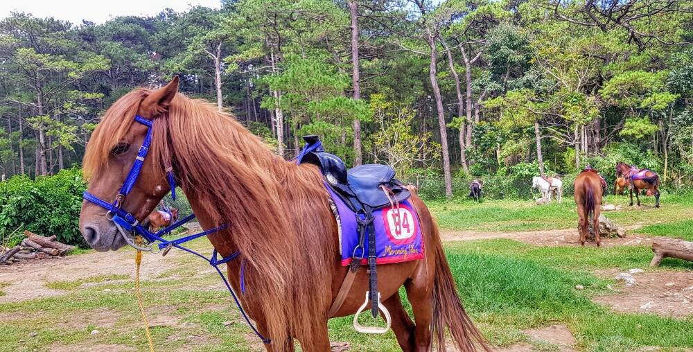 Headed To Baguio? Rediscover A New Way Of Horseback Riding With Trail